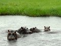 hippo 07 Chobe